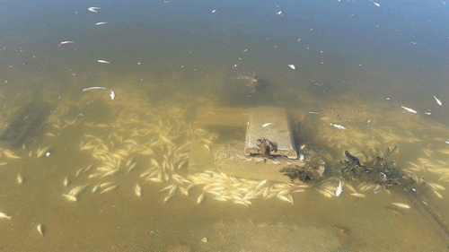 Imagini apocaliptice pe Lacul Morii din Capitală. Sute de peşti morţi pe fundul apei şi păsări moarte pe mal