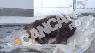 Trei barbati, cercetati pentru braconaj dupa ce au vanat ilegal un urs, al carui trofeu se ridica la peste 10.000 de euro!