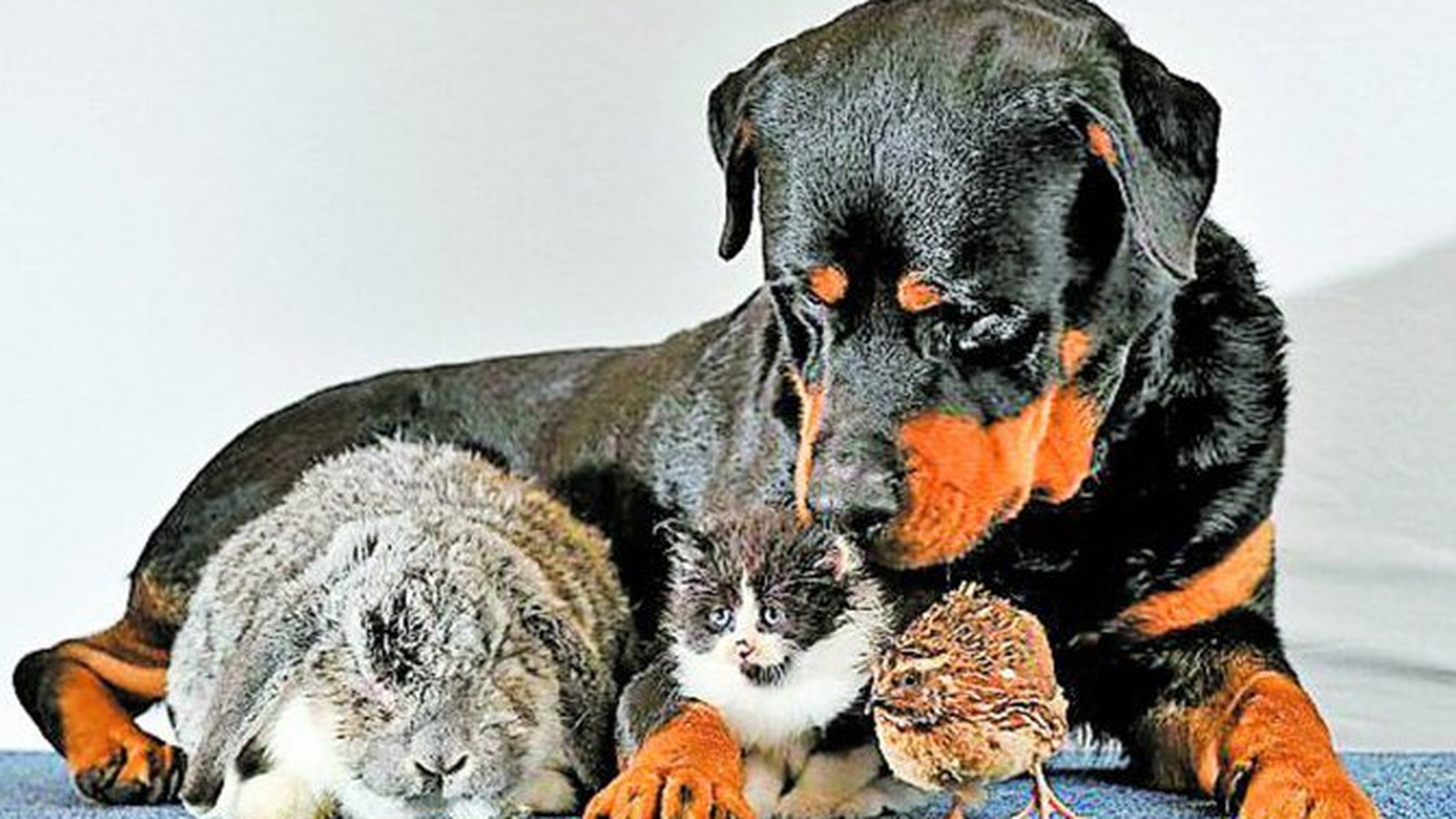 Rottweilerul Dave e mamica tuturor
