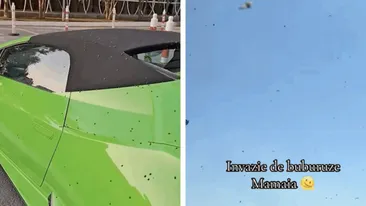 Invazie pe litoralul românesc! Turiștii sunt asaltați pe plajă sau pe faleză de mii de buburuze