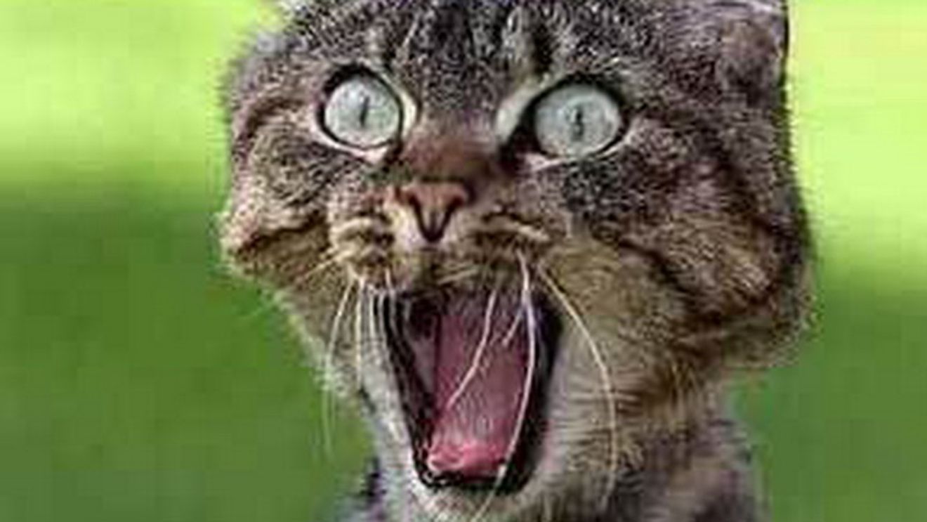 Proprietarii animalului, ingroziti! Ce a fatat o pisica din SUA. "Creatura traieste"