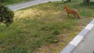 Vulpe care a furat o găină, filmată de poliția din Baia Mare. “Infracțiune flagrantă de furt calificat!” Ce altă regulă a mai “încălcat” animalul VIDEO