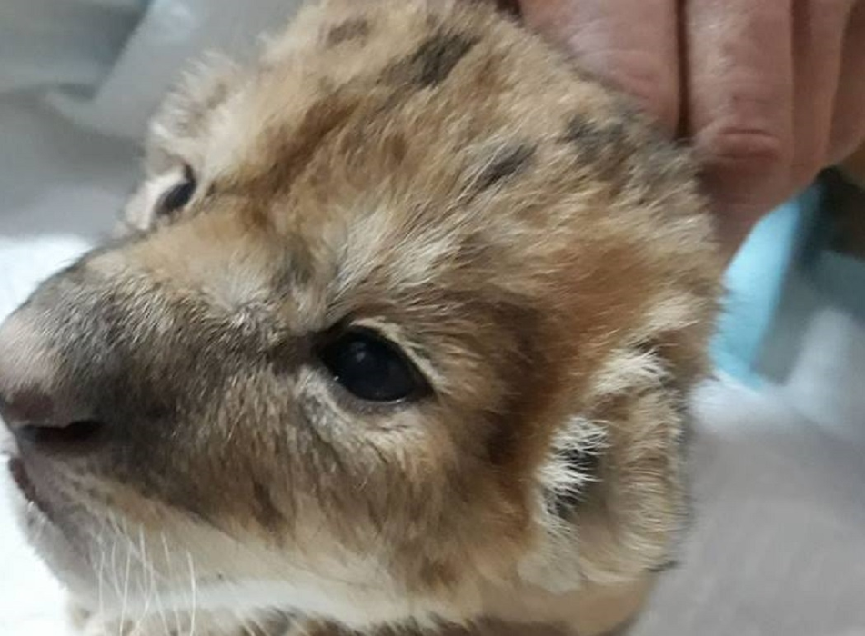 Puiul de leu născut la Craiova are nevoie de un nume