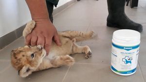 Puiul de leu născut la Craiova are nevoie de un nume! Cum se va alege naşul