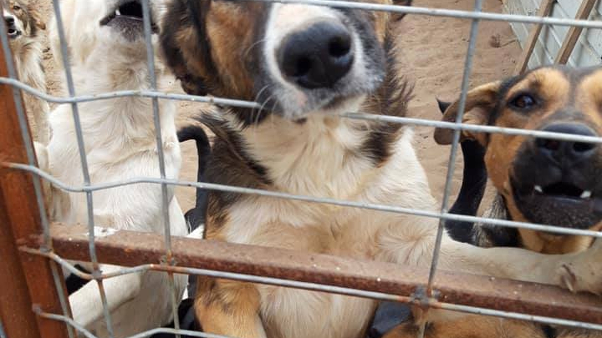 Un câine de la un adăpost din Dolj, "acuzat" că a mâncat 80 de oi. Ce a decis un judecător din Calafat