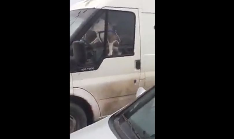 Cineva claxona în continuu, în parcarea unui supermarket! Când s-au dus să vadă despre ce era vorba, nu le-a venit să creadă cine era, de fapt, la volan. Întâmplarea a devenit virală