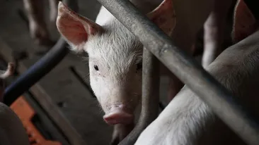 România, țara cu cele mai multe focare de pestă porcină din Europa