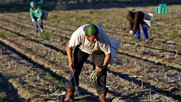 The Guardian: „Sparanghelul din Germania a bătut pandemia. Recoletele mai importante decât sănătatea. Românii, obligați să se întoarcă la muncă în condiții inumane”