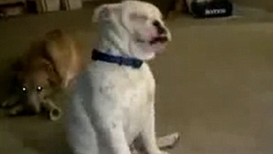 Atenţie, extrem de adorabil! Nu ai sa crezi aşa ceva! Un bulldog surd dansează pe vibraţiile de la chitara stăpânului său!