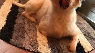 Fondatorul Kola Kariola, în lacrimi: A murit Trenuleț! Mesajul dureros de pe pagina asociației