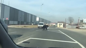 Ursul care a fost zărit pe străzile Braşovului a ajuns într-o pădure