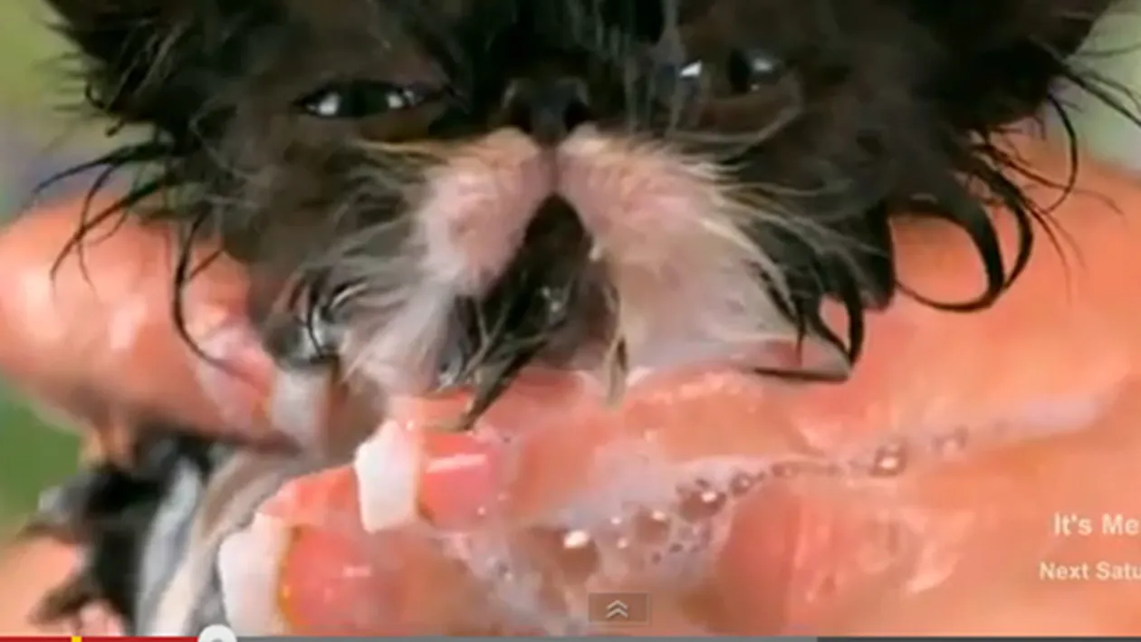 Oricât ai căuta nu o să găseşti imagini mai drăguţe ca astea! Puiuţul ăsta de pisică o să îţi topească inima! Uite-l la băiţă!