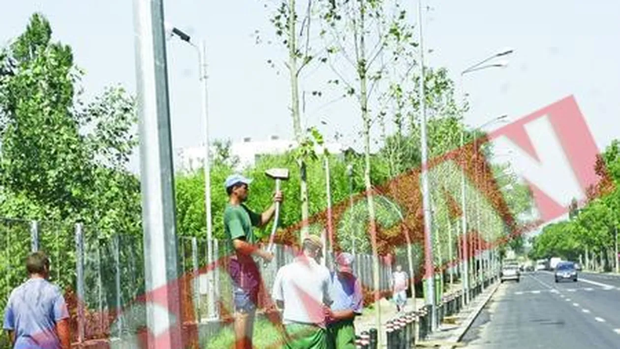 Bucurestiul s-a impadurit cu platani si stejari