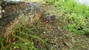 Furtună devastatoare în Arad: copaci smulși din rădăcini, mașini distruse, subsoluri inundate. Șobolanii au ieșit pe străzi