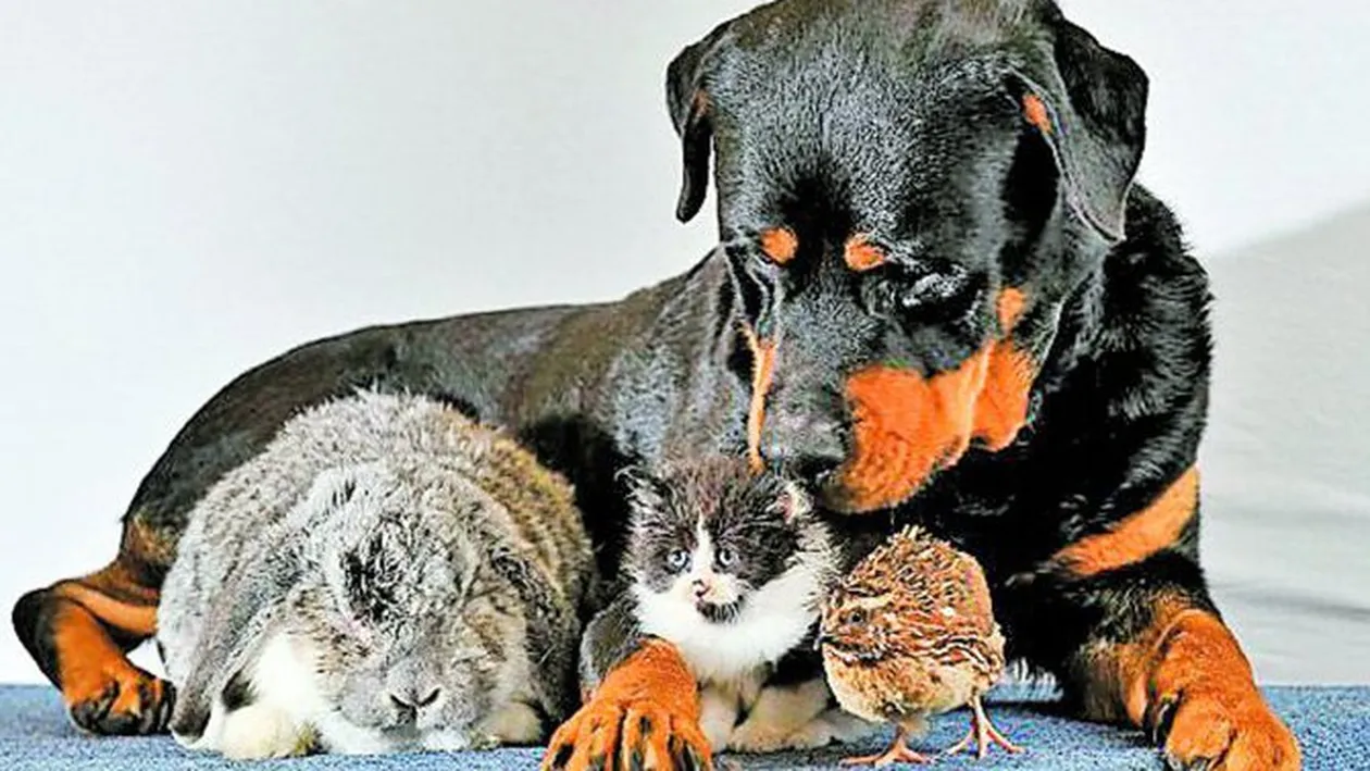 Rottweilerul Dave e mamica tuturor