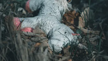 S-a lansat Ro-ALERT „Copil dispărut”. Românii vor primi semnalmentele minorilor dispăruți