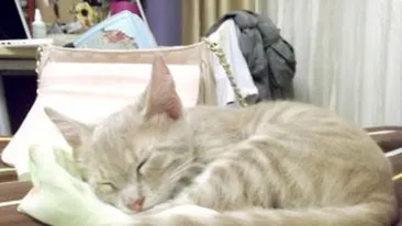 Blondele sunt innebunite dupa pisoi