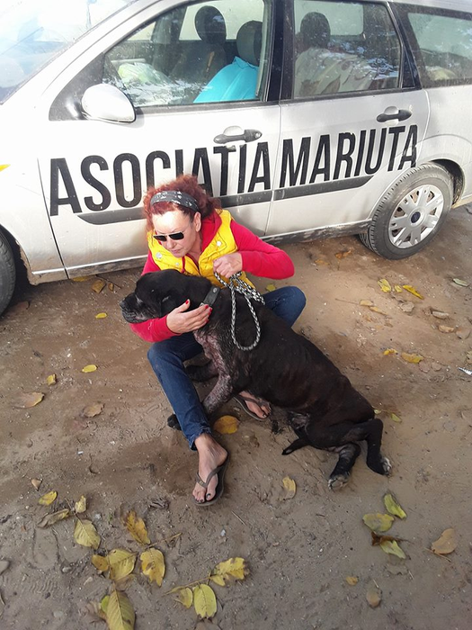 Daniela are grijă de fiecare câine din adăpost