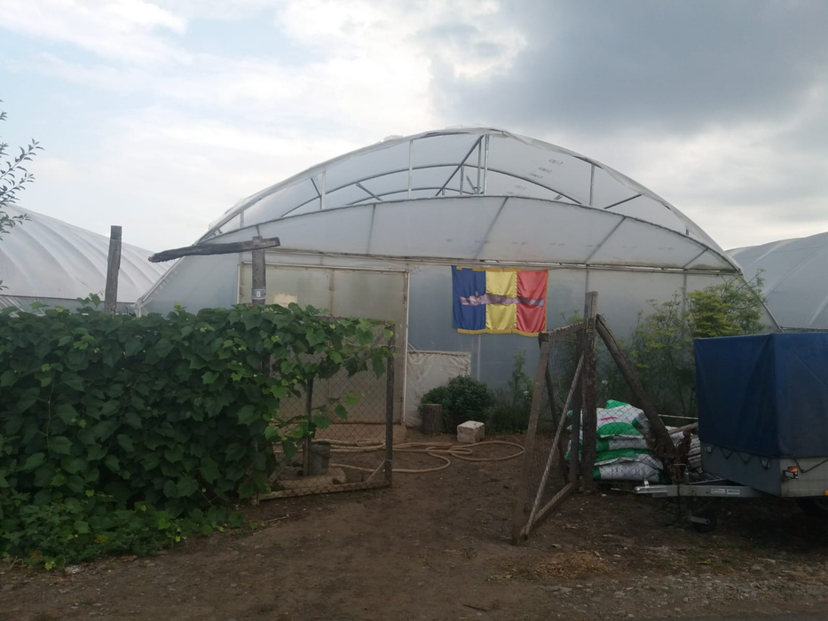 Pepenii crescuți pe verticală ar asigura o producție dublă față de cei cultivați tradițional