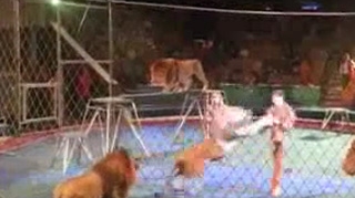 VIDEO Cel mai dement dresor! Un leu l-a muscat de mana, dar el nu s-a lasat si a ripostat