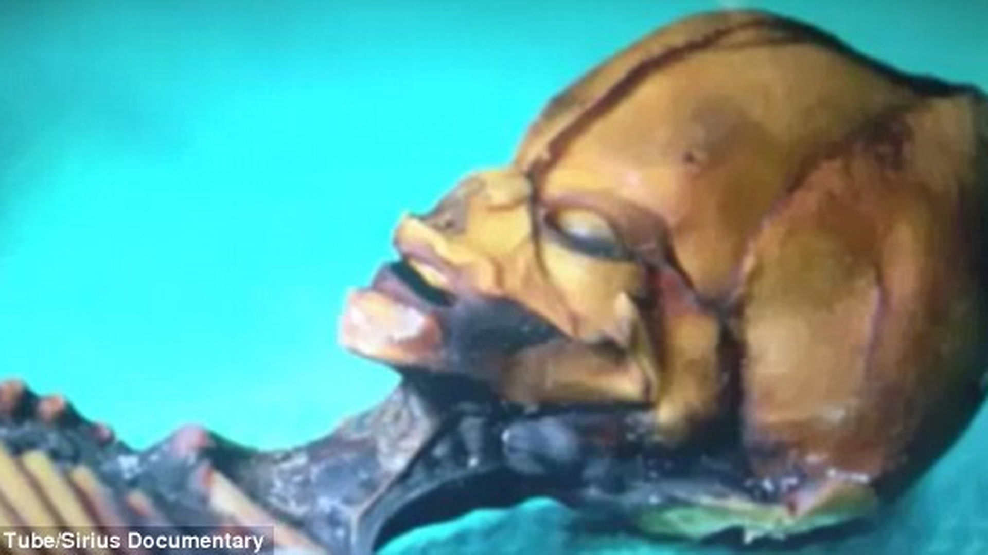 E.T exista! Are 15 centimetri, iar pozele cu el fac ravagii pe internet!