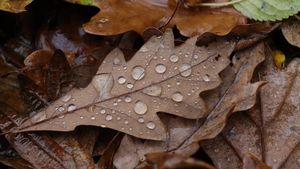 Prognoza meteo pentru următoarele 4 săptămâni. Cum va fi vremea de Moş Nicolae