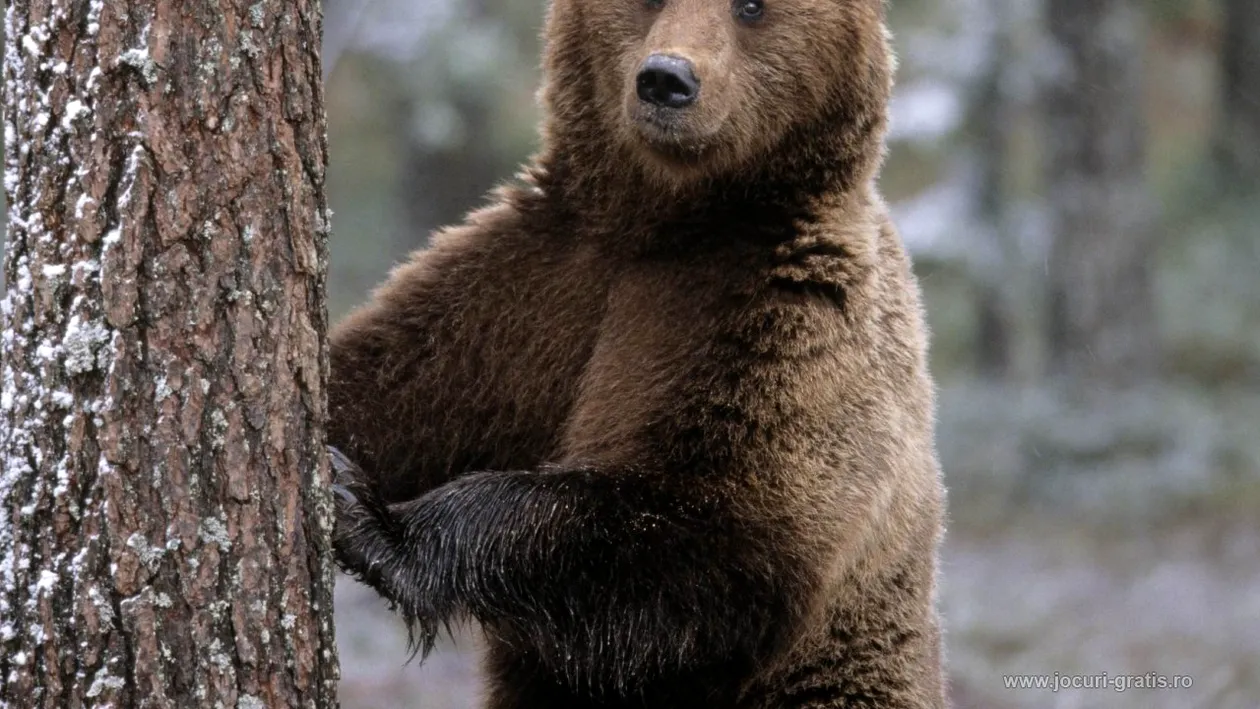 Scenă INFIORĂTOARE in Busteni! Salvamontistul a rămas blocat când a văzut ce căra un urs in gură!