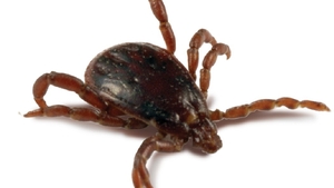 Cum se extrage corect căpuşa din piele. Ce trebuie să știi Boala Lyme, complicația periculoasă pe care o o poți face
