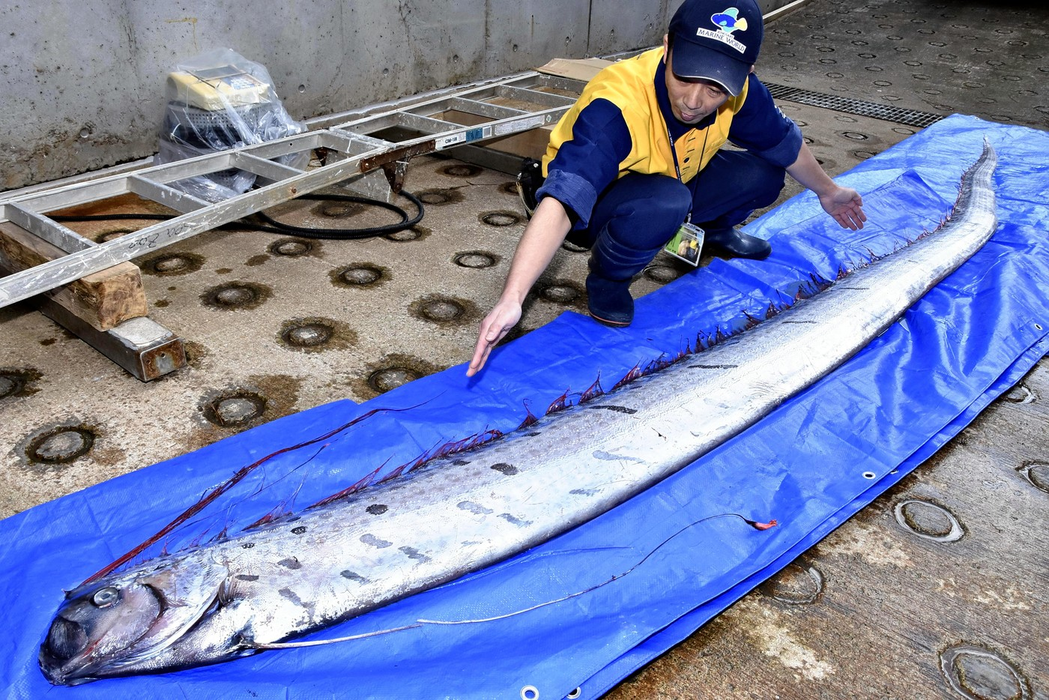 Un pește al apocalipsei,  de 4,42 metri lungime, găsit într-o plasă fixă în largul orașului Toyooka, fotografiat la Kinosaki Marine World din orașul Toyooka, prefectura Hyogo, pe 24 ianuarie 2019. Foto: Profimedia
