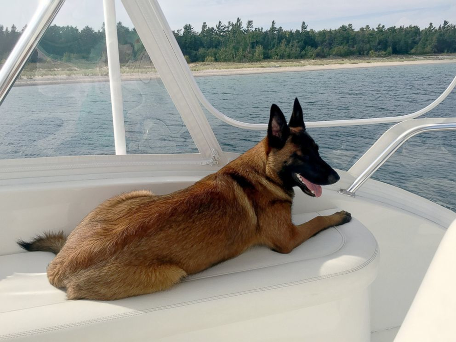 EMOŢIONANT! Un câine a înotat 10 kilometri şi a mers alţi 20 pentru a se întoarce la stăpânii săi