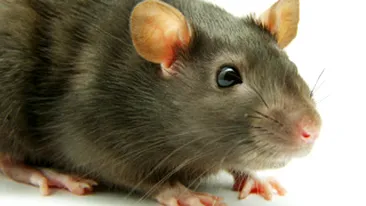 200 de pasageri, evacuati din avion din cauza unui sobolan