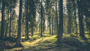 Un copil de șase ani s-a pierdut în pădure! Micuțul plecase la cules de ciuperci cu mama lui
