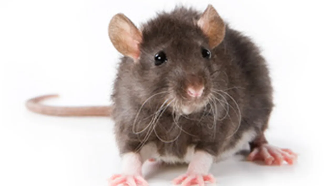S-a nascut soarecele din doi tati! Urmeaza oamenii!