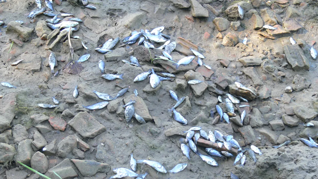 Mii de pesti morti pe Dunare in zona judetului Mehedinti