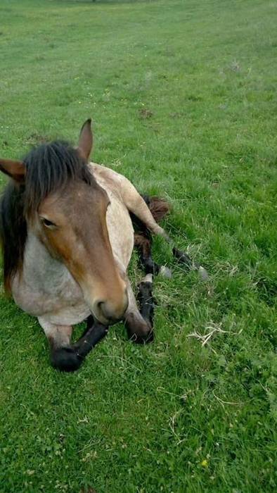 Victoraș Micula, suspectat în masacrul sângeros din Bihor