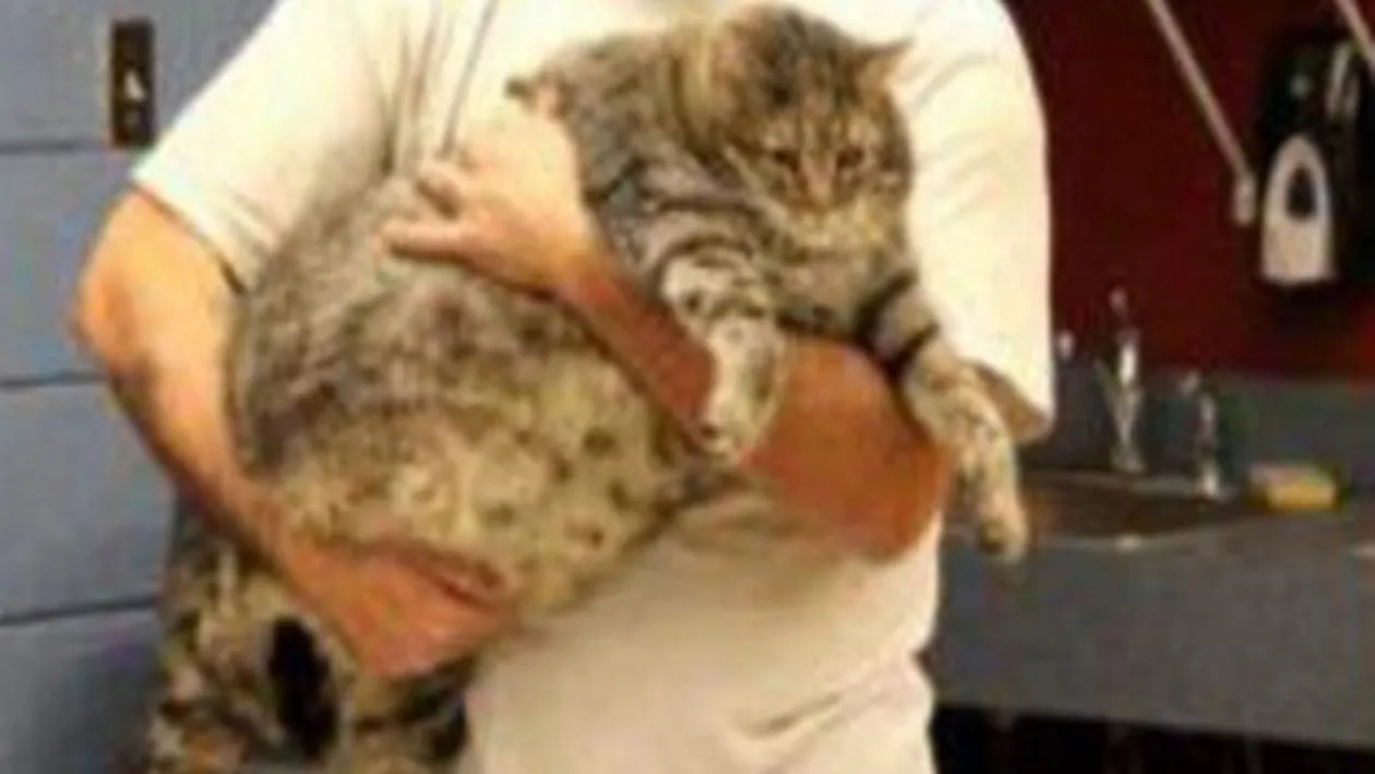 O cheama Chifteluta si nu o sa iti vina sa crezi cate kilograme poate sa aiba!