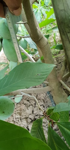 Arborii de paw paw s-au aclimatizat de minune în Băbiciu