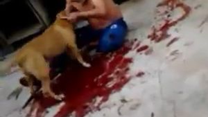 CAZ SOCANT in Brazilia! Un barbat a fost sfasiat de propriul Pitbull! Cainele i-a rupt bratul si l-a lasat pe om intr-o balta de sange!