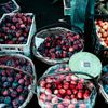 Nu e o glumă! Cât costă un kilogram de prune în piețele din România, în august 2026
