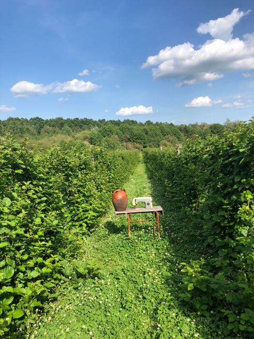 Plantația de fructe de pădure se întinde pe cinci hectare