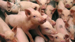 Încă un focar de pestă porcină confirmat în județul Dolj