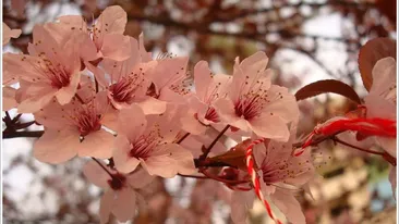 A venit primăvara! Vezi ce tradiţii aduc ziua de 1 Martie şi Mărţişorul!