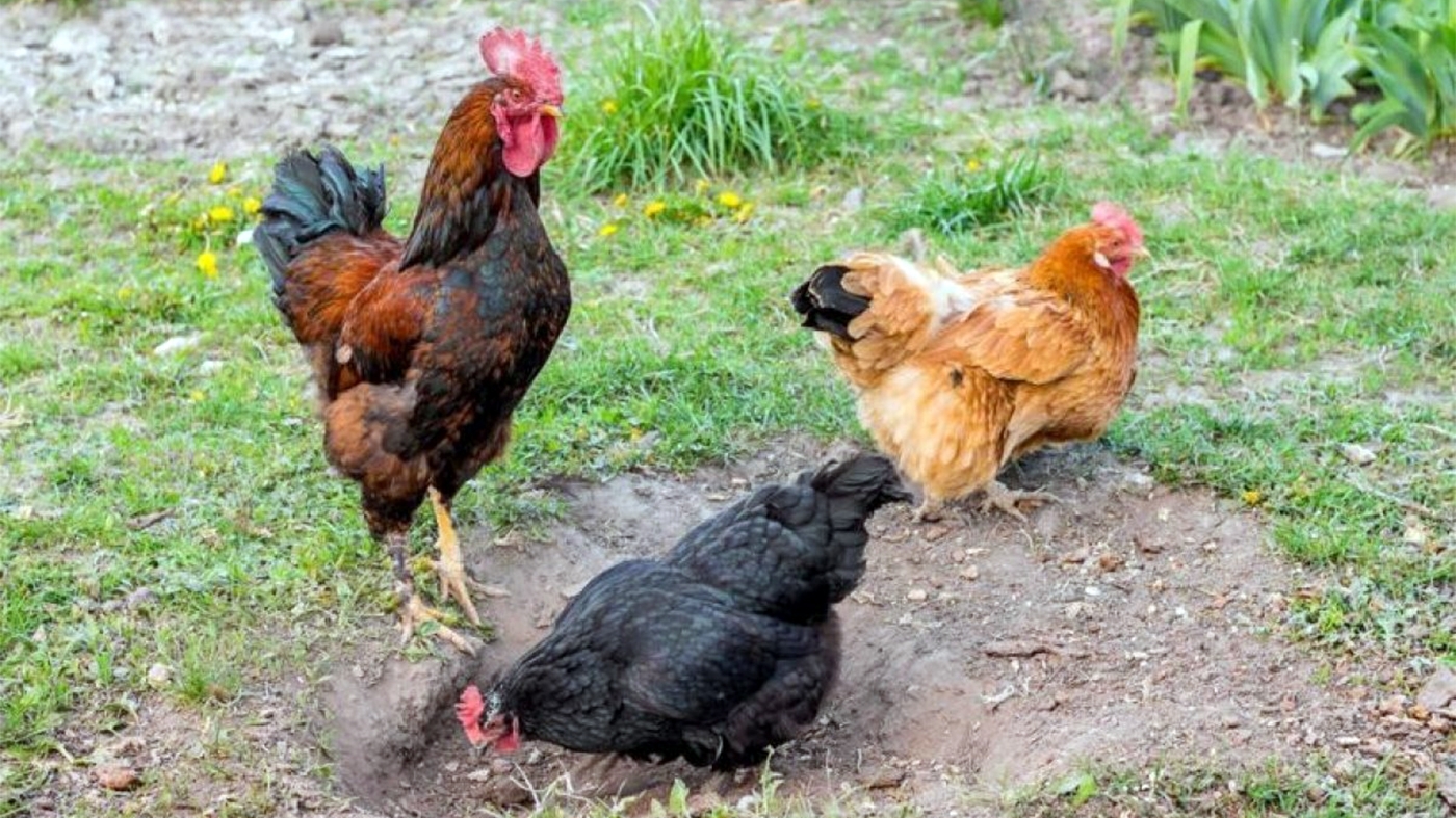 Ce "spun" găinile, de fapt, când cotcodăcesc. Inteligența Artificială a realizat traducerea