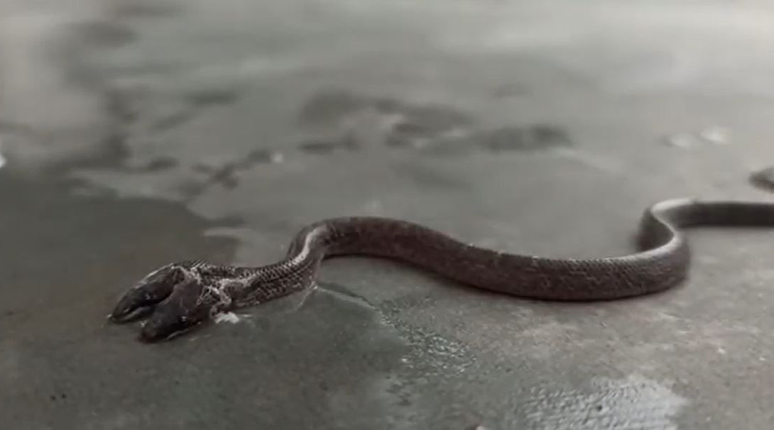 Nu e trucaj! Filmare inedită cu șarpele cu 2 capete. Specie foarte rară de reptilă a fost descoperită în India, iar unii oameni cred că prevestește ceva rău | VIDEO