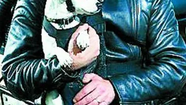 Un catel a parcurs 17.702 kilometri pe motor