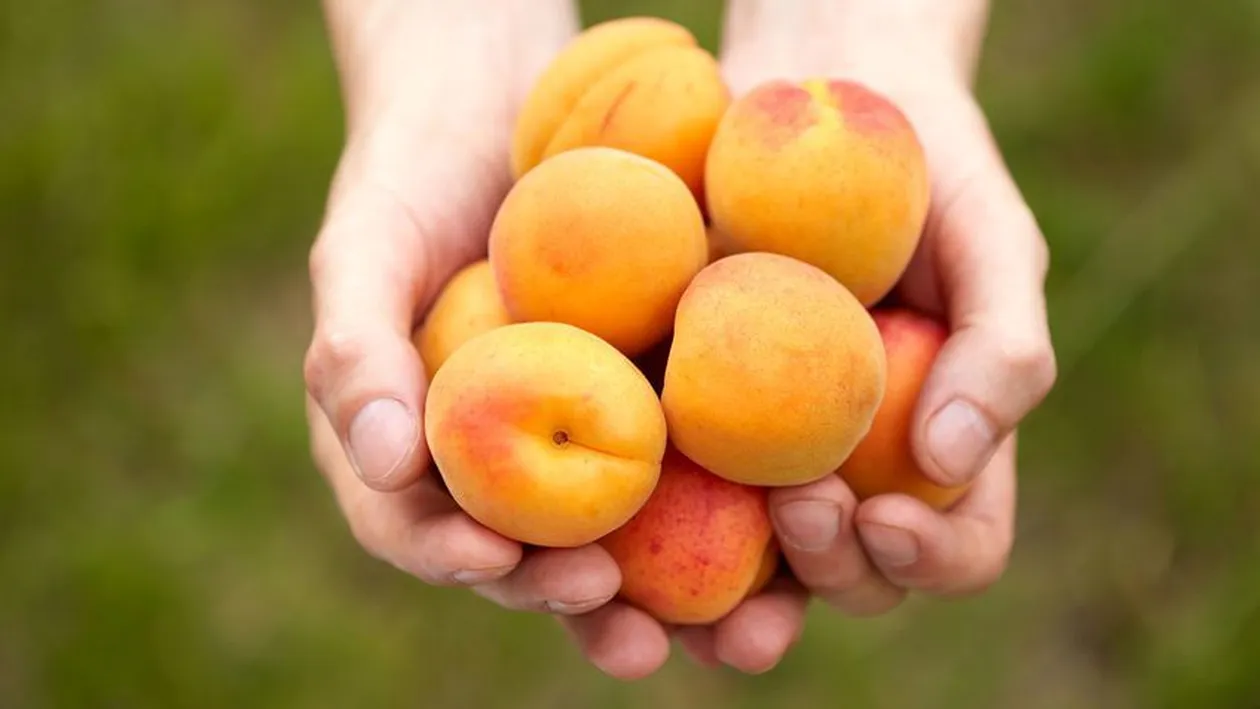 Beneficiile consumului de caise pentru sănătate