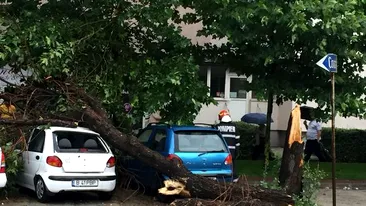Ploaia a făcut ravagii în Capitală: 21 de copaci căzuți, 13 mașini avariate și șase gospodării inundate