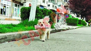 Ham! Ham! Ti-am adus ziarul