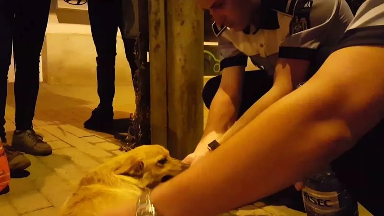 Emoționant! Cum au reacționat doi polițiști din Iași când au văzut, pe stradă, un câine lovit de o mașină