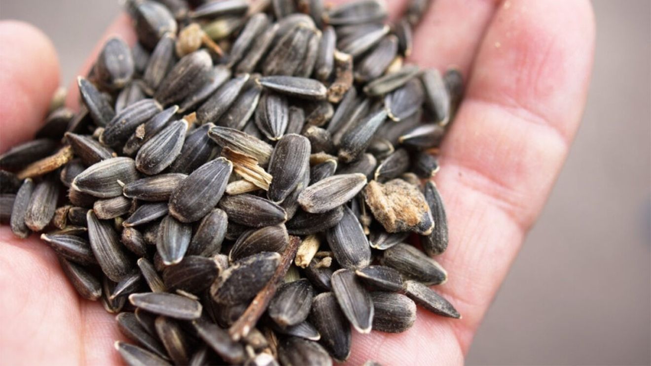 Ce se întâmplă, de fapt, dacă mănânci semințe de floarea soarelui în fiecare zi. Pericolul e uriaș